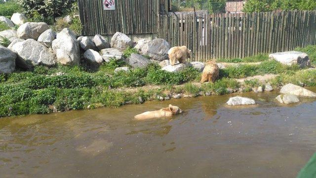 Hayvanat Bahçesine Ziyaretçi Akını