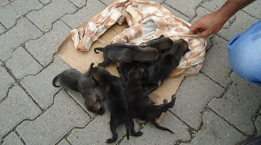 Kulp&rsquo;ta Bulunan Yavru Kurtlar Koruma Altına Alındı