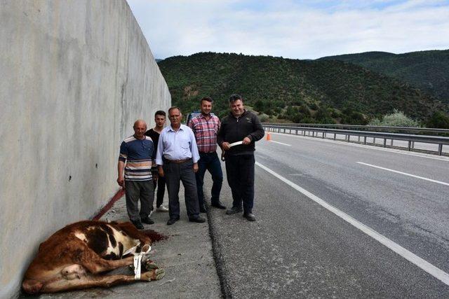 Kastamonu’da D-100 Karayoluna İnek Düştü