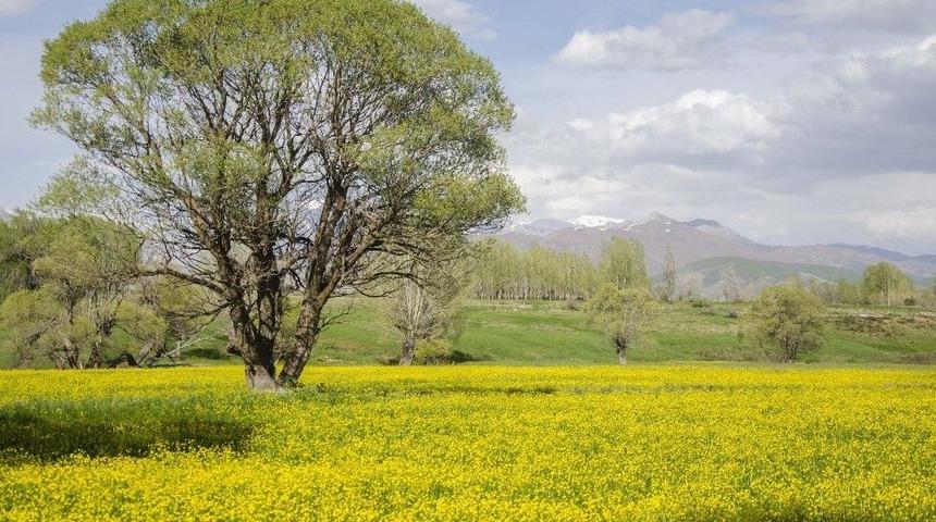 D&uuml;ğ&uuml;n &Ccedil;i&ccedil;ekleri Doğayı Sarıya B&uuml;r&uuml;d&uuml;