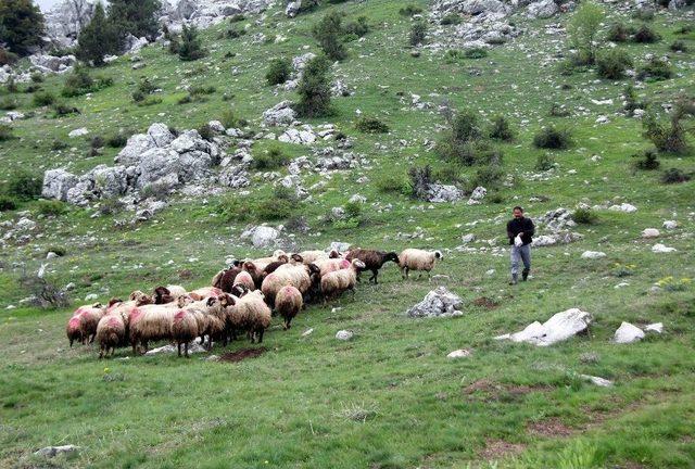 (özel Haber) Devlet Destekledi, Eski Hükümlü Herkese Örnek Oldu