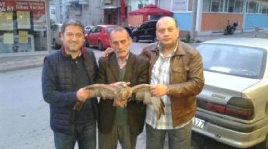 Yaralı Kartal Tedavi Altına Alındı