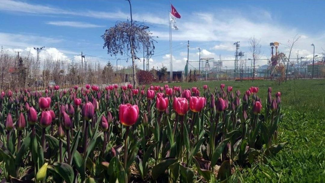 Van&rsquo;da Renk C&uuml;mb&uuml;ş&uuml;