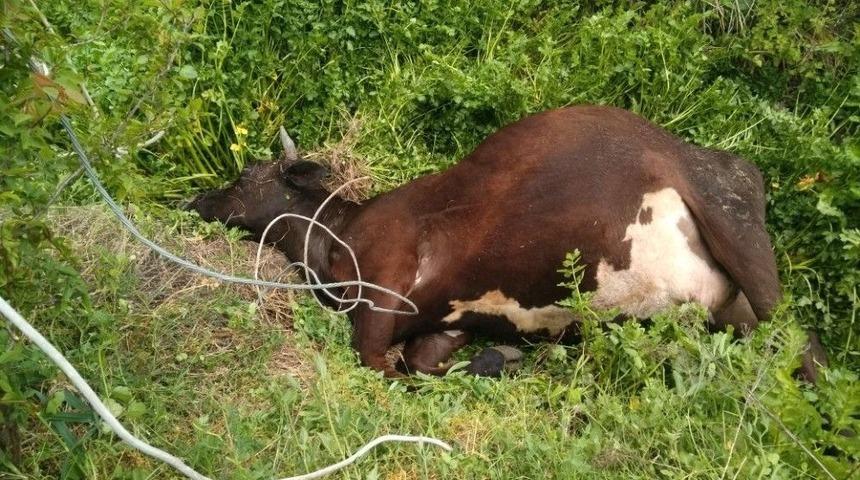 Elektrik Akımına Kapılan İnek Telef Oldu