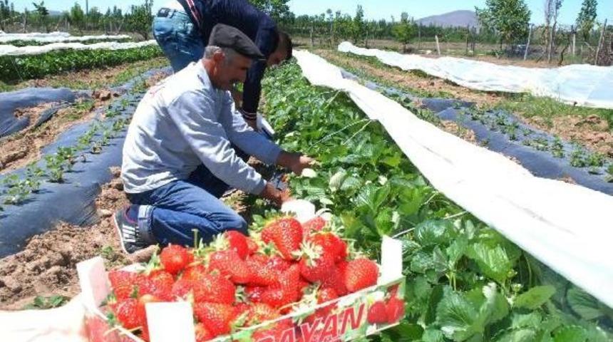 Çilek Üretimine 500 Kökle Başladı, 25 Dekara Çıkardı