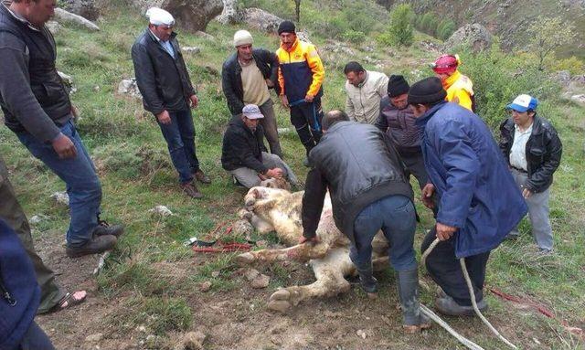 Çukura Düşen Büyükbaş Hayvanı Afad Ekipleri Çıkardı