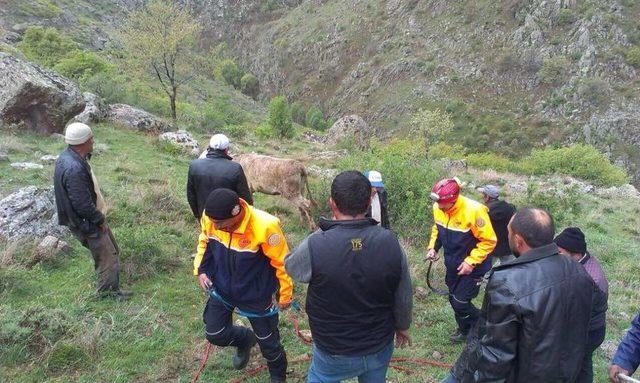 Çukura Düşen Büyükbaş Hayvanı Afad Ekipleri Çıkardı