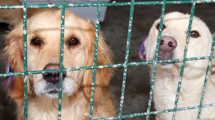 &Ccedil;ankaya Belediyesi 133 Can Dostuna Yeni Yuva Buldu