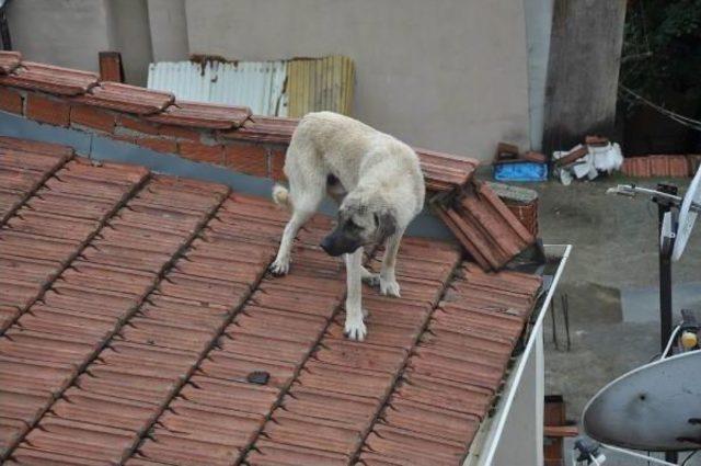 Çocuklar Kovalayınca Çatıya Çıkan Köpeği Ekipler Kurtardı