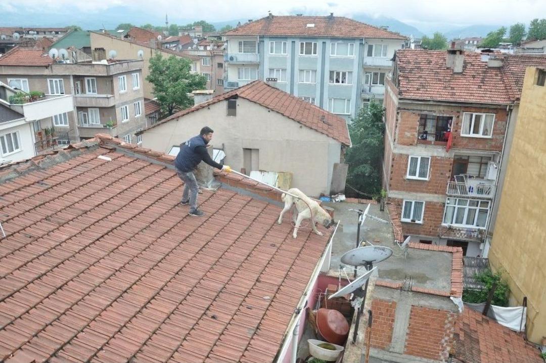 Mahsur Kalan K&ouml;pek İ&ccedil;in Seferberlik