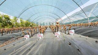 ’aşılı Asma Fidanı Üretimi Projesi’ Hayata Geçiyor