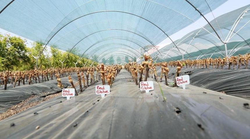 ’aşılı Asma Fidanı Üretimi Projesi’ Hayata Geçiyor