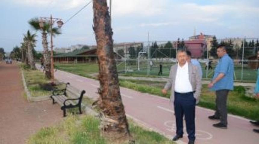 Parklardaki Ağa&ccedil;ları Yaktılar