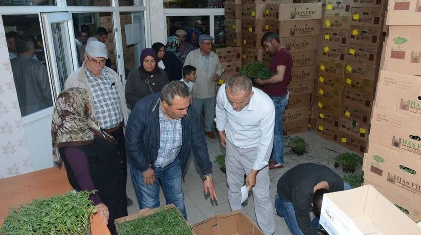 Aksaray’da Çiftçilere 700 Bin Adet Sebze Fidesi Dağıtıldı