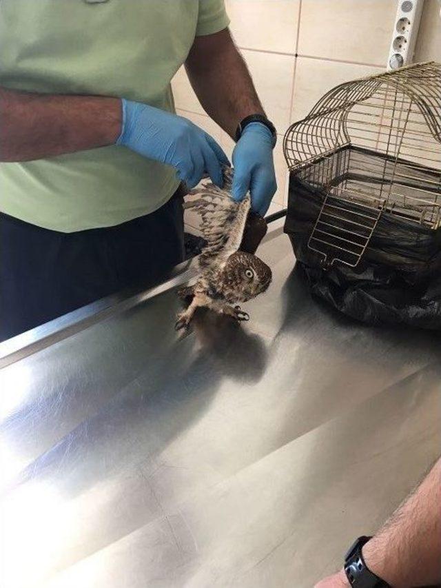 Yaralı Baykuşa Devlet Sahip &Ccedil;ıktı 1