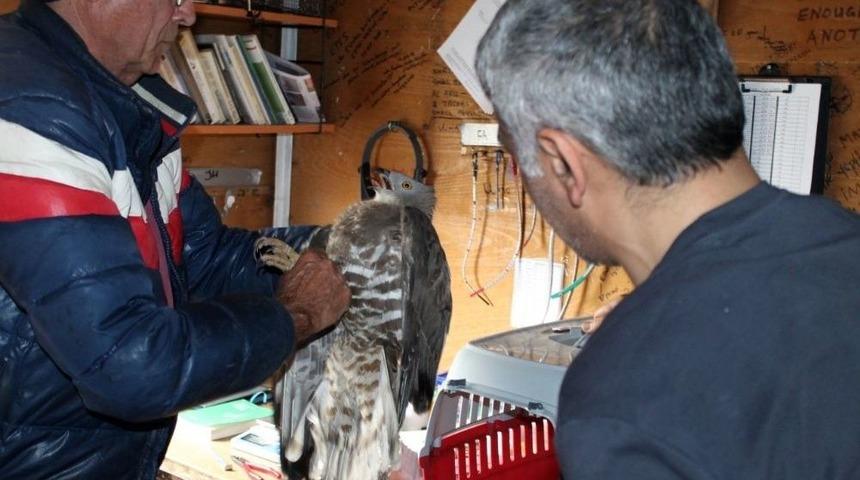 Arı Şahini, Kargaların Saldırısına Uğradı