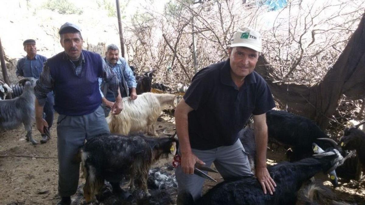 Milas&rsquo;ta Y&ouml;r&uuml;kler İmece Usul&uuml;yle Ke&ccedil;i Kırkımı Yaptı