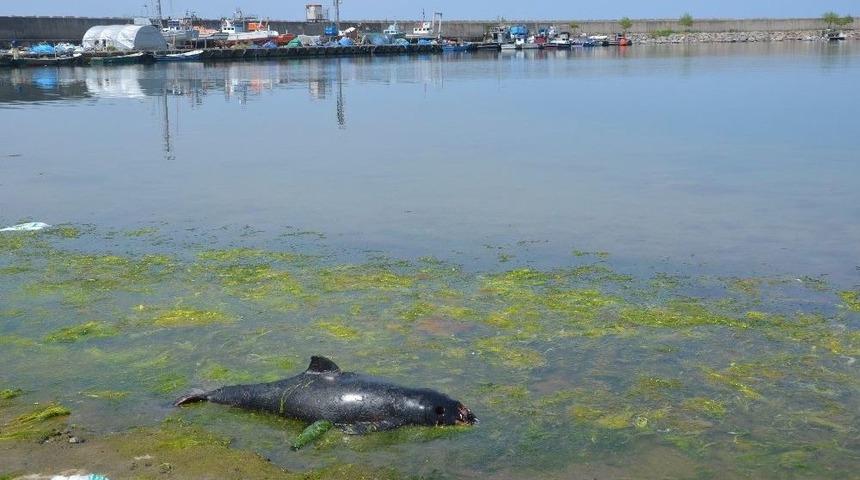 Alaplı Limanında &Ouml;l&uuml; Yunus Balıkları Bulundu