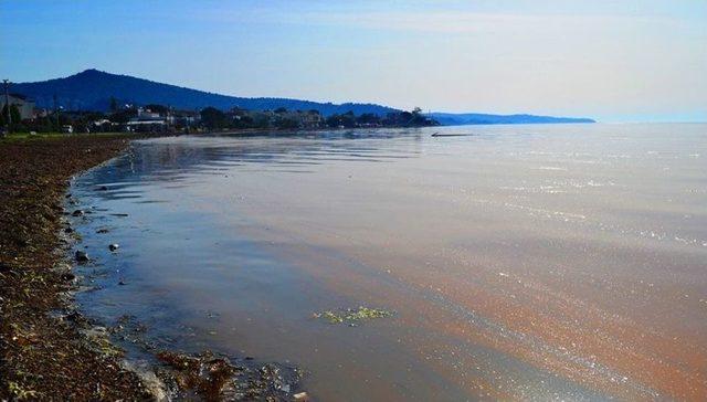 Burhaniye&rsquo;de Deniz Sarıya Boyandı 1