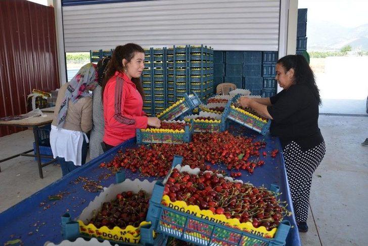 Kiraz Pazarında Yoğun Hareketlilik G4