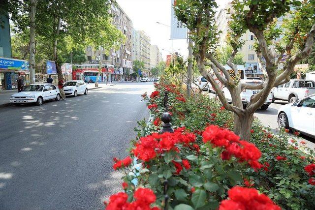 Kahramanmaraş’ta Yollar Çiçek Açtı