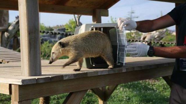 Elektrikli Çitin Akımına Kapılan Rakun Iyileşti