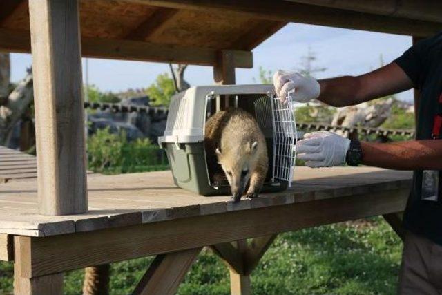 Elektrikli Çitin Akımına Kapılan Rakun Iyileşti