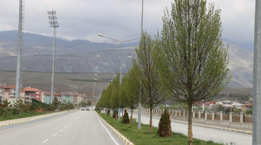 Erzincan&rsquo;da Ağa&ccedil;landırma &Ccedil;alışması