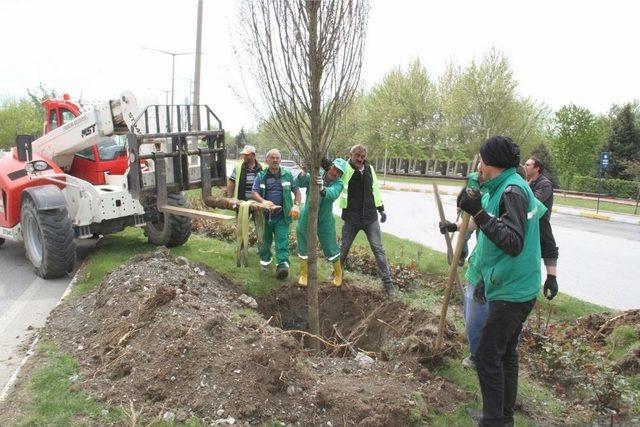 Erzincan’da Ağaçlandırma Çalışması