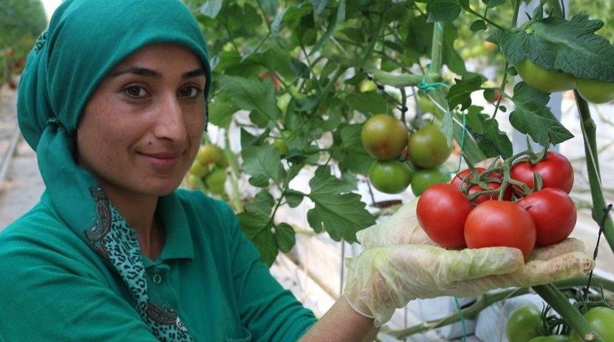 (&ouml;zel Haber) Ağrılılar Zam Şampiyonu Domatesi Ucuza Yiyor