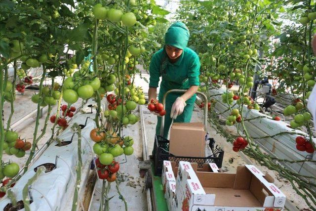 (&ouml;zel Haber) Ağrılılar Zam Şampiyonu Domatesi Ucuza Yiyor 2