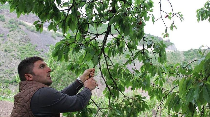 Artvin&rsquo;de Kiraz Hasadı Başladı