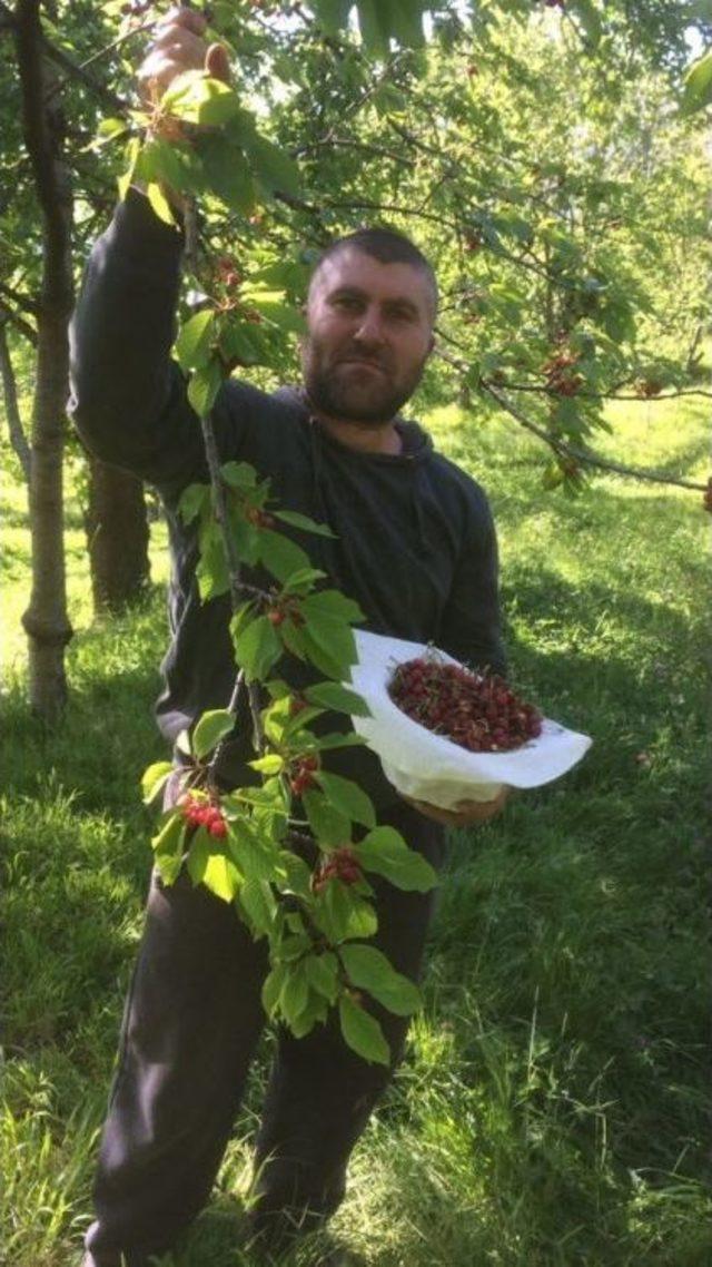 Artvin’de Kiraz Hasadı Başladı