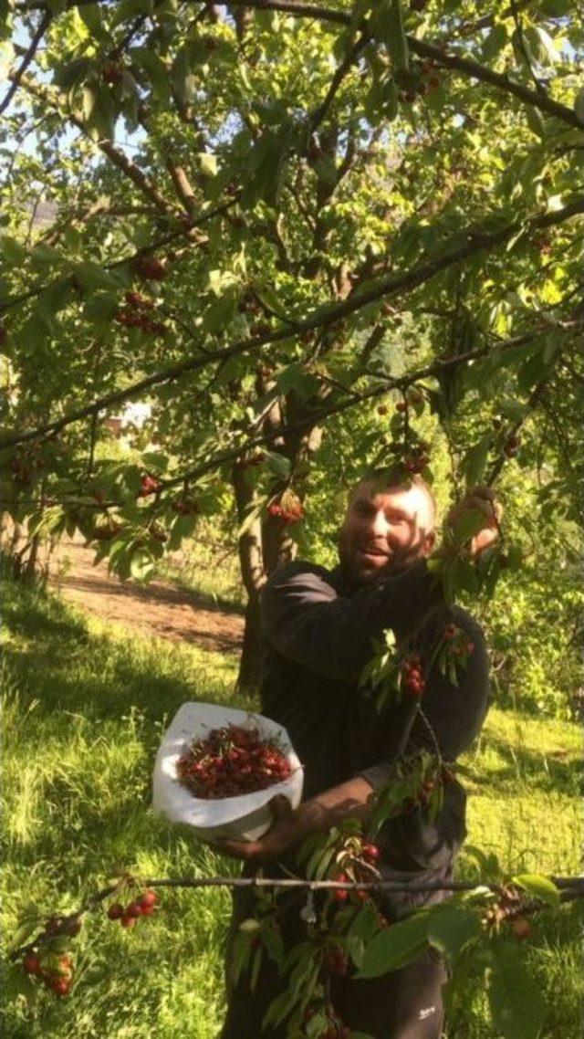 Artvin’de Kiraz Hasadı Başladı