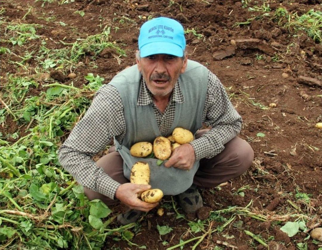 2 Eş, 18 &Ccedil;ocuklu Adam &Ccedil;ocuklarını Doyurmak İ&ccedil;in Başak Topluyor