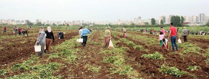 2 Eş, 18 Çocuklu Adam Çocuklarını Doyurmak İçin Başak Topluyor G2