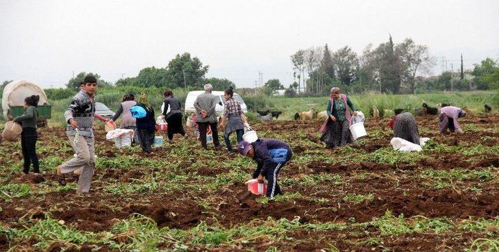 2 Eş, 18 Çocuklu Adam Çocuklarını Doyurmak İçin Başak Topluyor G3