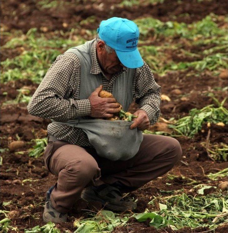 2 Eş, 18 Çocuklu Adam Çocuklarını Doyurmak İçin Başak Topluyor G4