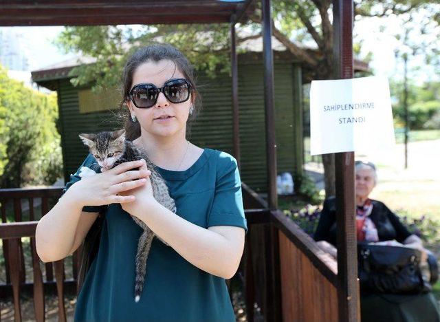 Sahipsiz Kediler Sıcak Yuva Arıyor 1