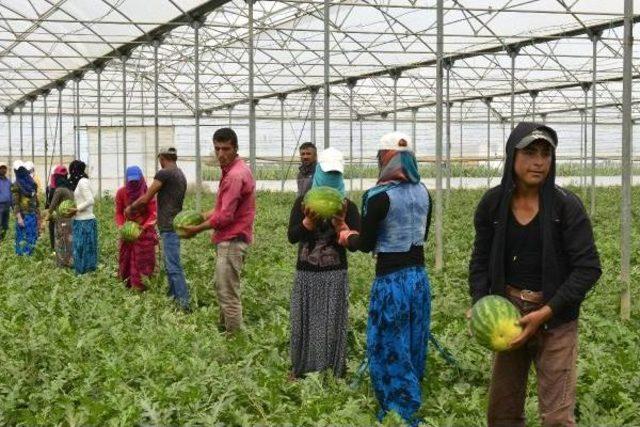 Adana'nın Turfanda Karpuzu Piyasaya Çıkıyor