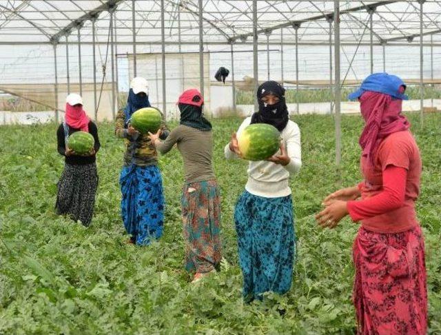 Adana'nın Turfanda Karpuzu Piyasaya Çıkıyor