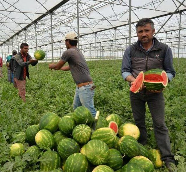 Adana'nın Turfanda Karpuzu Piyasaya Çıkıyor