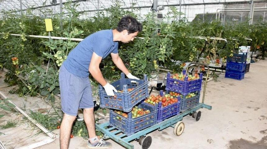 Domates &Uuml;reticileri Bu Yılki Fiyatlardan Memnun