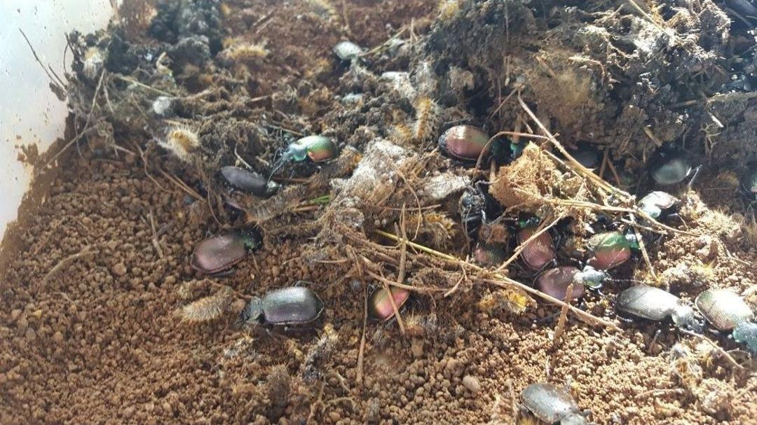 Terminat&ouml;r B&ouml;cekler Ormanlarda