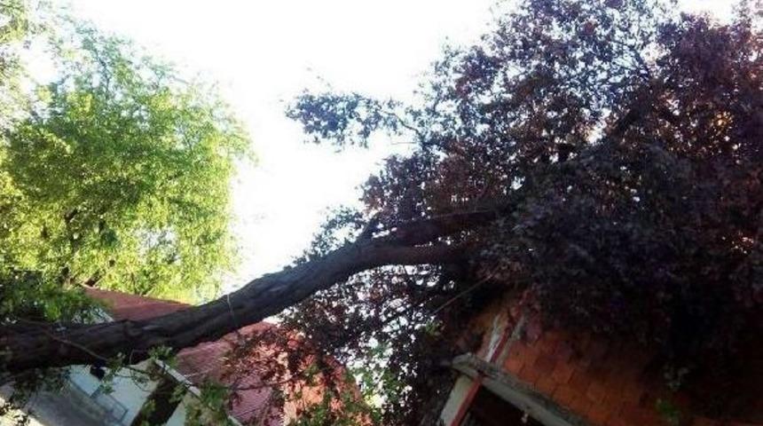 Şiddetli Rüzgar, Ordu'da Etkili Oldu