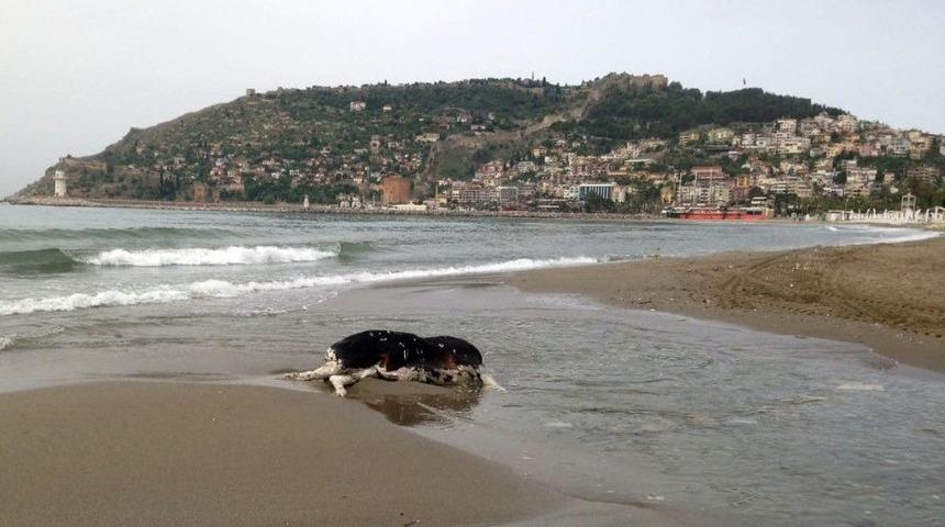 Alanya&rsquo;da İnek &Ouml;l&uuml;s&uuml; Sahile Vurdu