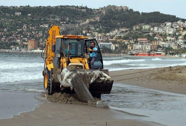 Alanya’da İnek Ölüsü Sahile Vurdu