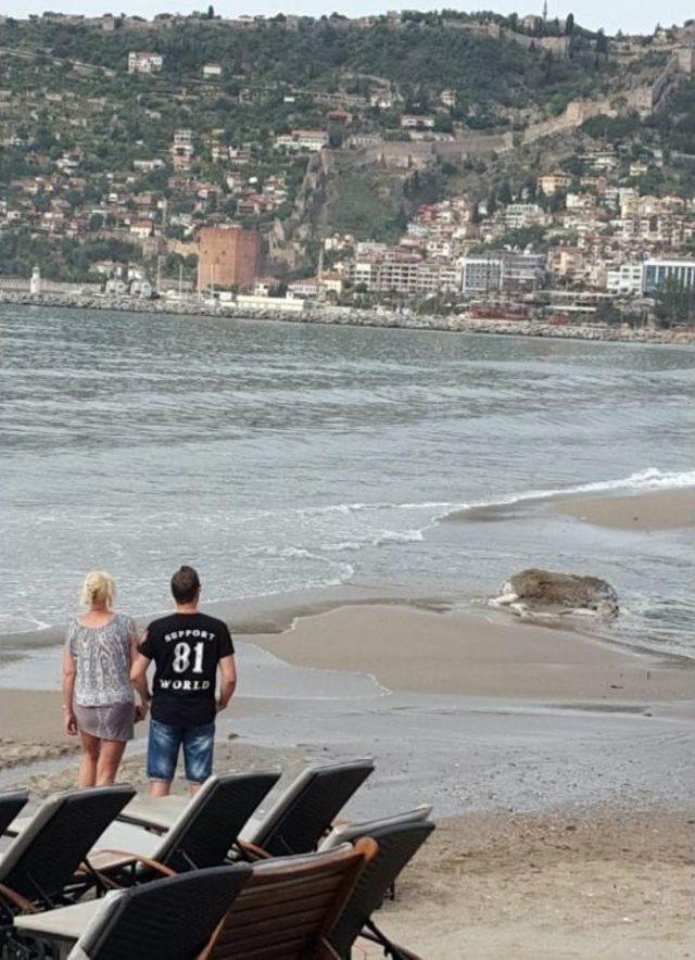 Alanya’da İnek Ölüsü Sahile Vurdu