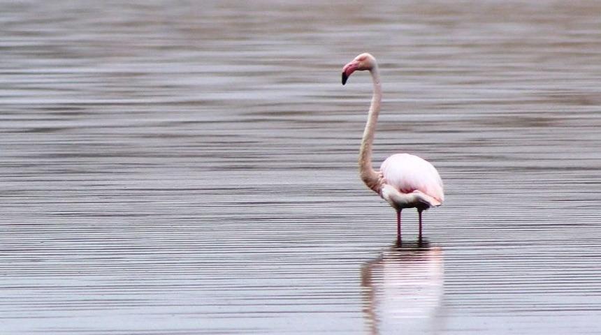 (&ouml;zel Haber)akkaya Barajı Flamingoları Ağırlıyor