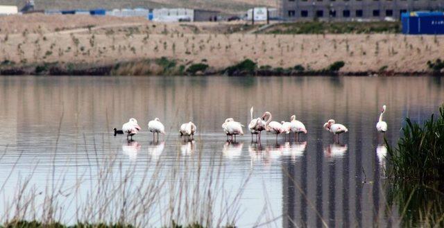 (özel Haber)akkaya Barajı Flamingoları Ağırlıyor